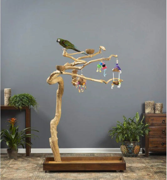 High Concerned Coffeawood Bird Perch Tree Style 2 Stand